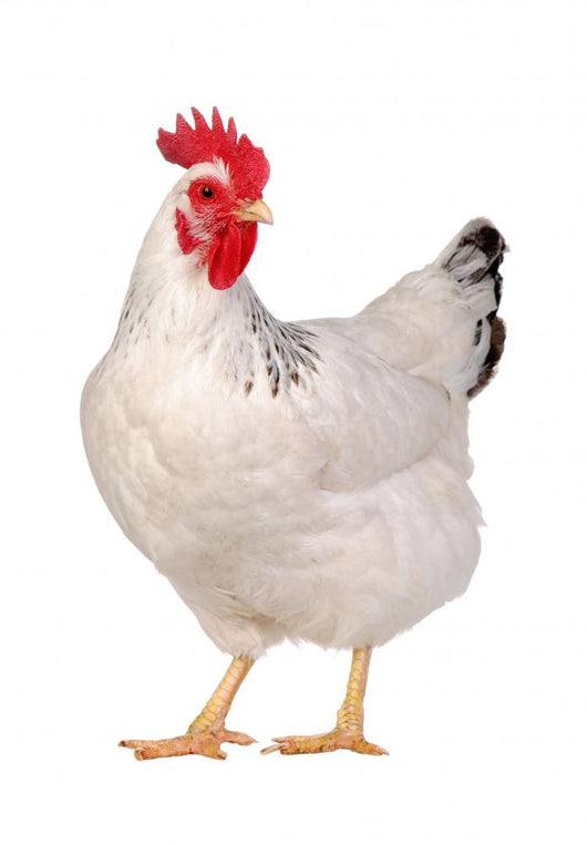 Chicken isolated on white. Wall Decal