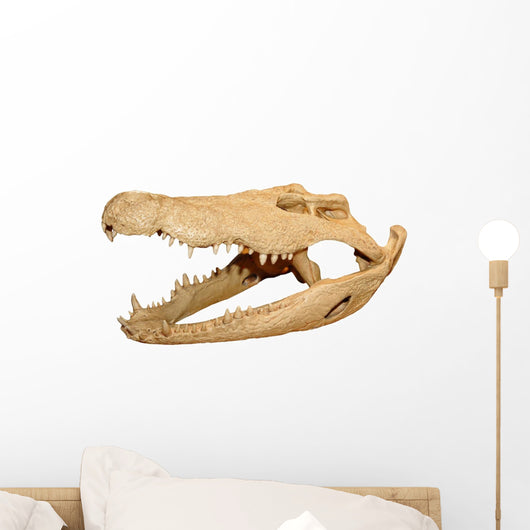Alligator skull Wall Decal
