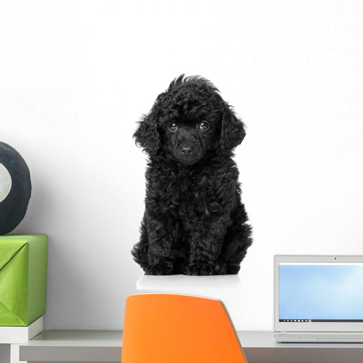 Black Toy Poodle Puppy