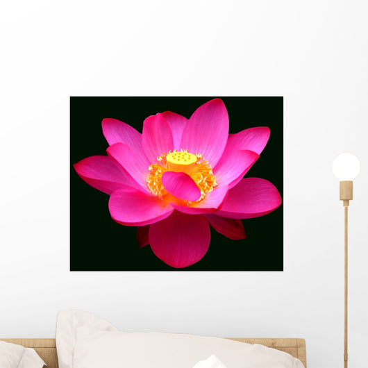 Waterlily Fuchsia Black