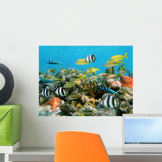 Corals and Fish