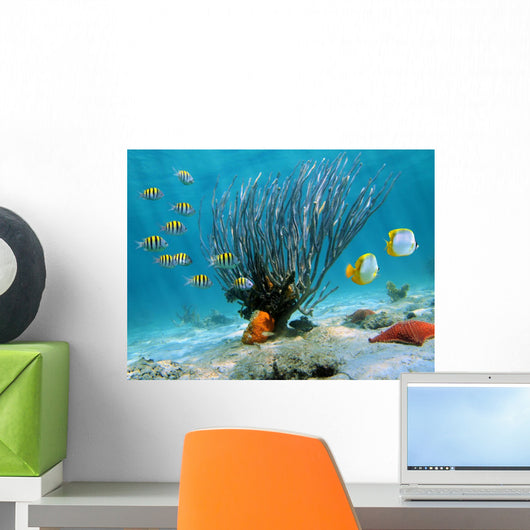Sea Fan