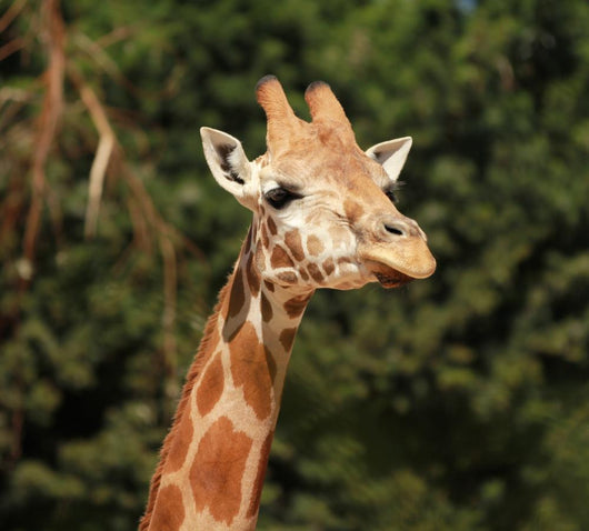 Giraffe Wall Mural
