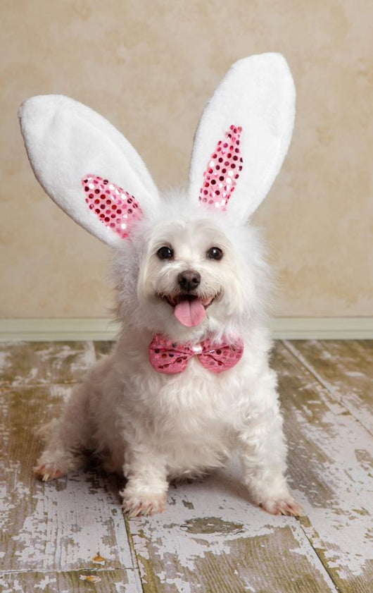 Puppy Dog Wearing Bunny Wall Decal