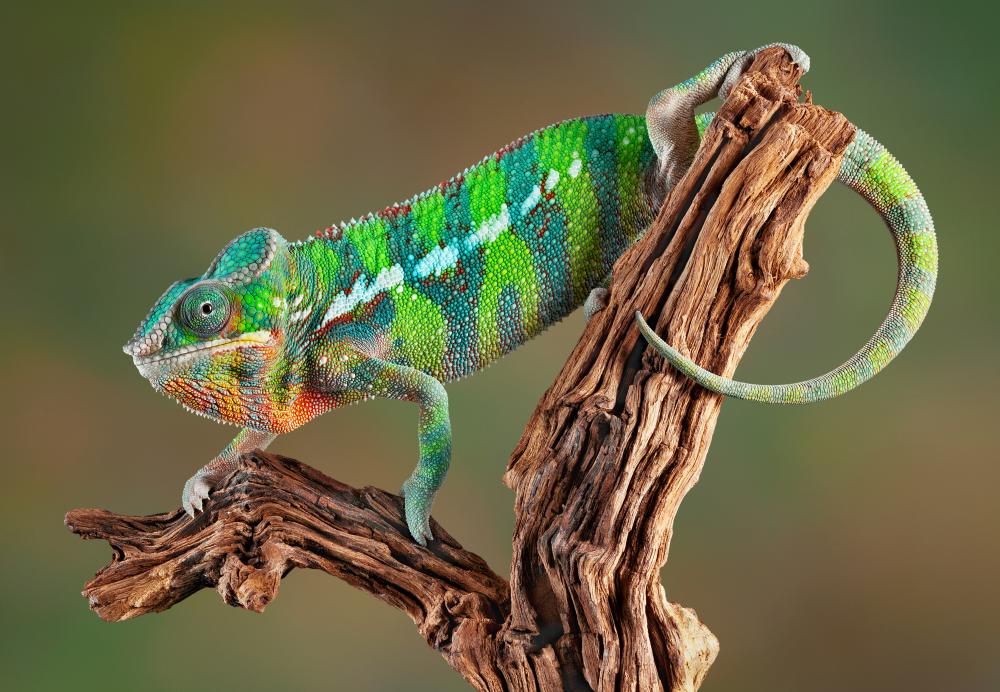 Panther Chameleon – Wallmonkeys