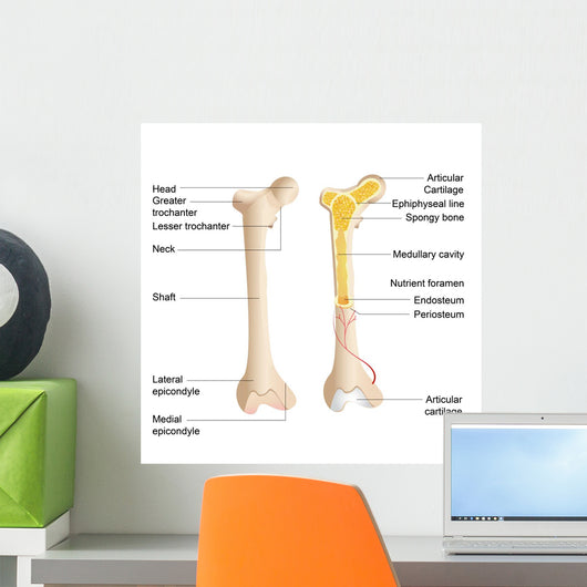 Bone Anatomy