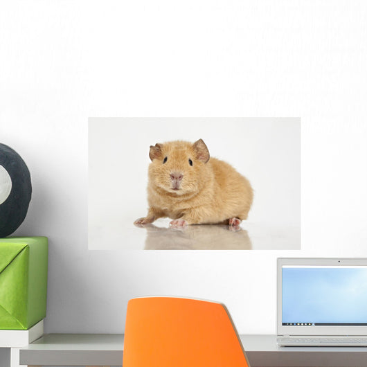 Guinea Pig
