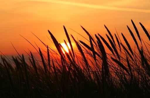 Summer Grass Wall Decal