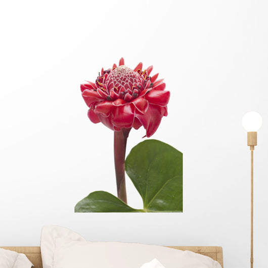 Tropical Flower Torch Ginger Wall Decal
