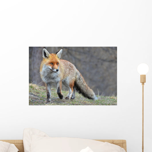 Fox