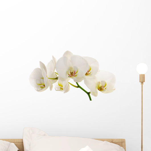 White Orchid