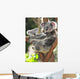 Australian Koala Bear with