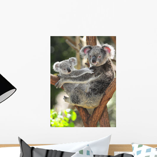 Australian Koala Bear with
