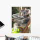 Australian Koala Bear with