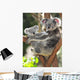 Australian Koala Bear with