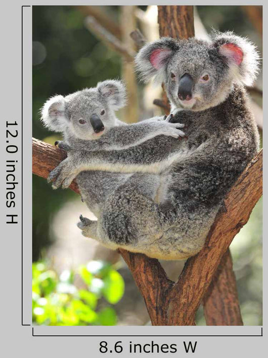 Australian Koala Bear with