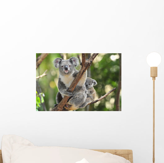Australian Koala Bear with