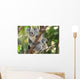 Australian Koala Bear with