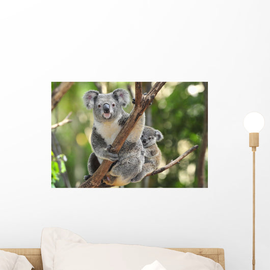 Australian Koala Bear with