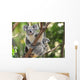 Australian Koala Bear with