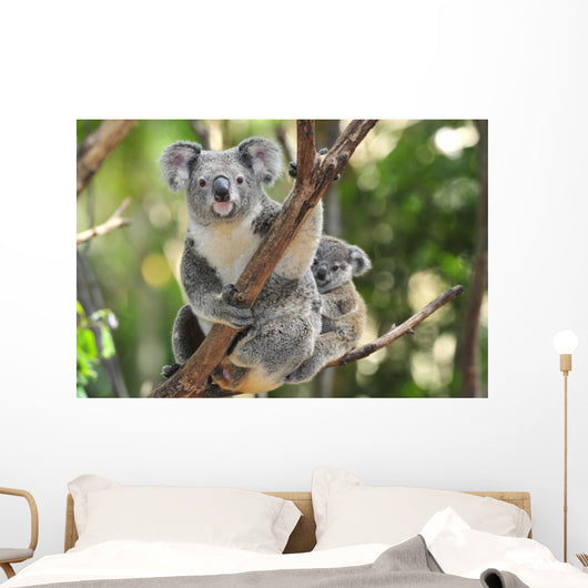Australian Koala Bear with