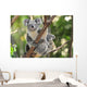 Australian Koala Bear with