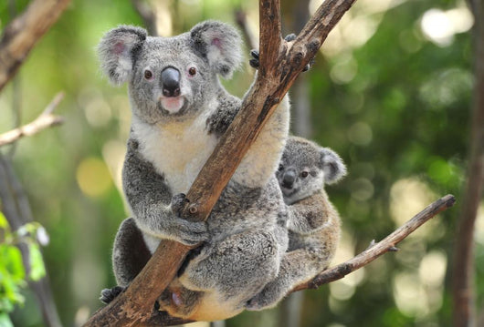 Australian Koala Bear with