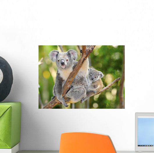 Australian Koala Bear with