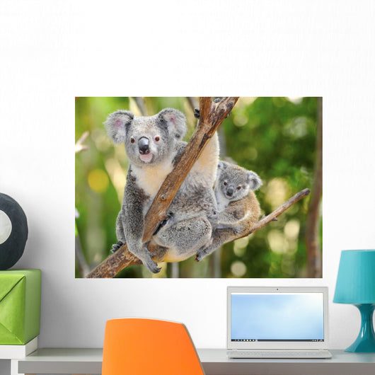 Australian Koala Bear with