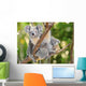 Australian Koala Bear with