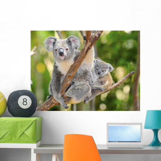 Australian Koala Bear with