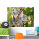 Australian Koala Bear with