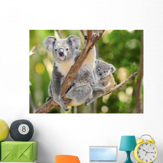 Australian Koala Bear with
