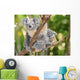 Australian Koala Bear with