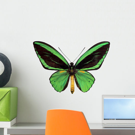 Green Papilio