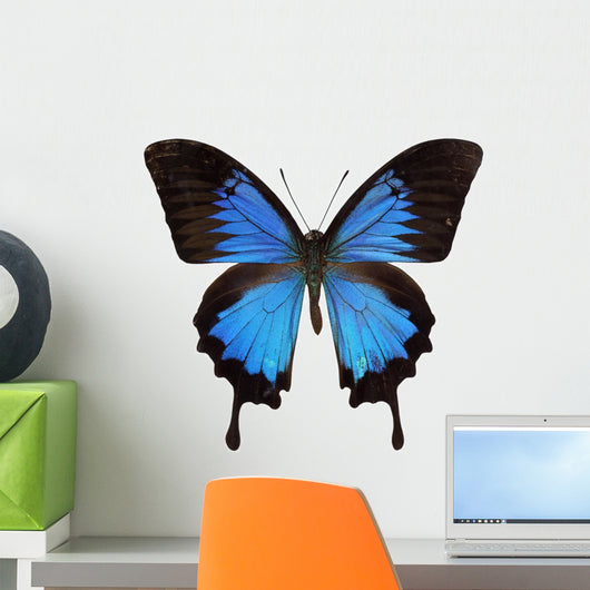 Papilio Ulysses