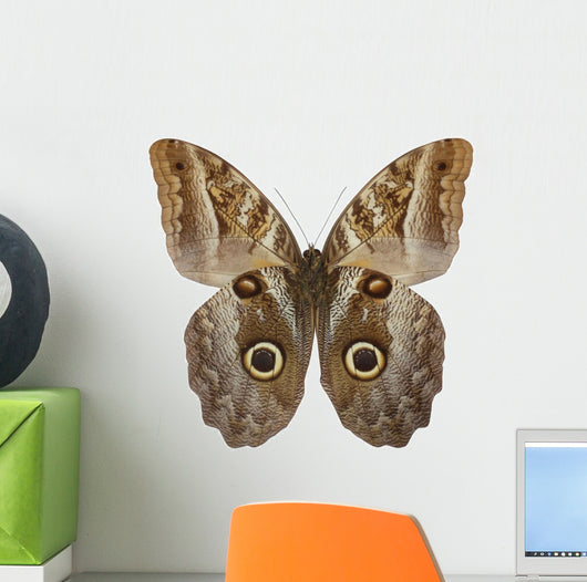 Owl Butterfly