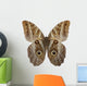 Owl Butterfly