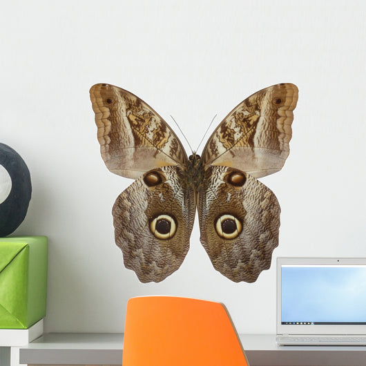 Owl Butterfly