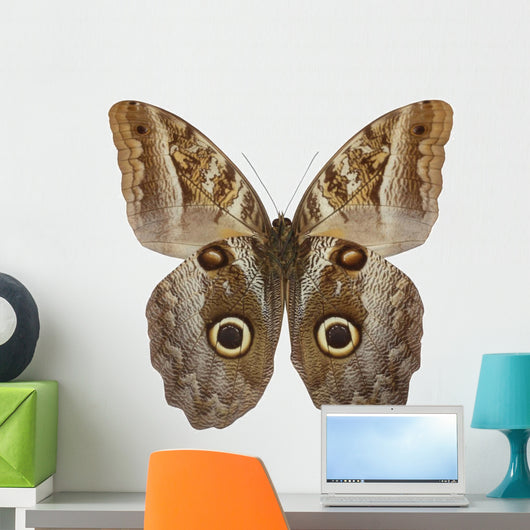 Owl Butterfly