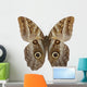 Owl Butterfly