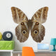Owl Butterfly