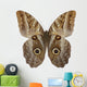 Owl Butterfly