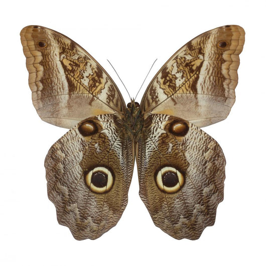 Owl Butterfly