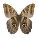 Owl Butterfly