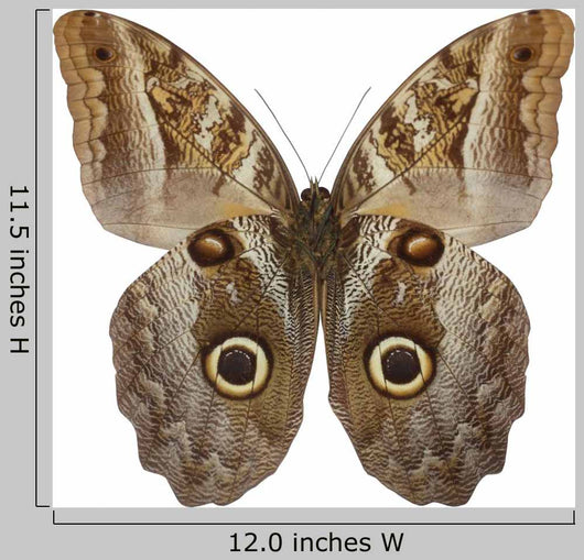 Owl Butterfly