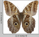 Owl Butterfly
