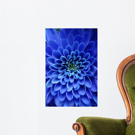 Up Blue Flower Aster