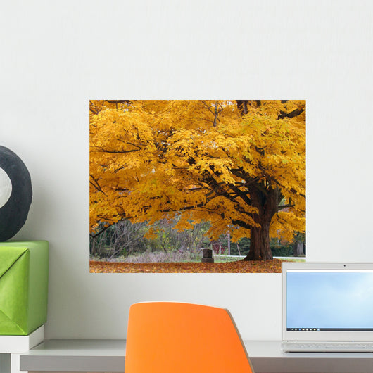 Beautiful Fall Color Tree Wall Mural