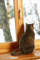 Cat Sitting On Window Ledge Looking At Snowy View Wall Mural